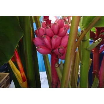 Semeno MUSA velutina "Pink Velvet Banana" 3 semena