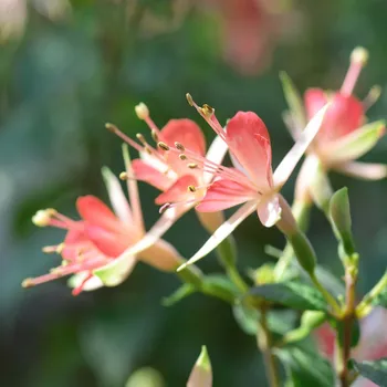 Walz Jubelten Fuchsie