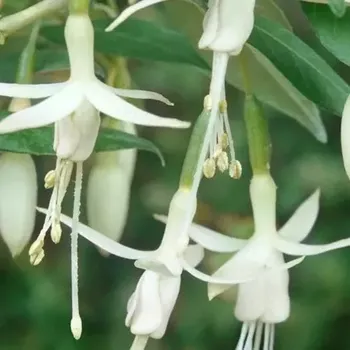 Magellenica Alba Fuchsie-mrazuvzdorná 490