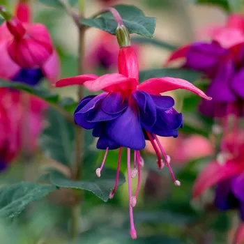 Hanna Blue Fuchsie 424