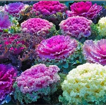 Semeno SEMO - OKRASNÁ KAPUSTA (Brassica mix)