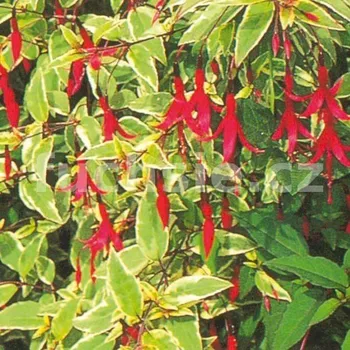 Magellanica Variegata Fuchsie-mrazuvzdorná 497