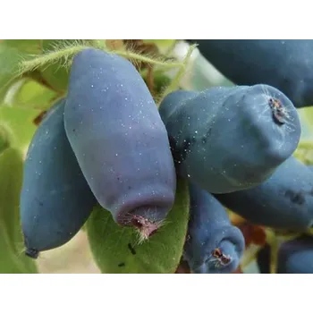 Sazenice Zimolez kamčatský 'Honeybee' Balení: kontejner p9