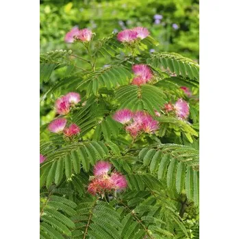 Květináč Albízie růžová FloraSelf Albizia julibrissin 'Ombrella' výška kmene cca 105 cm celková výška cca 160 cm květináč 18 l