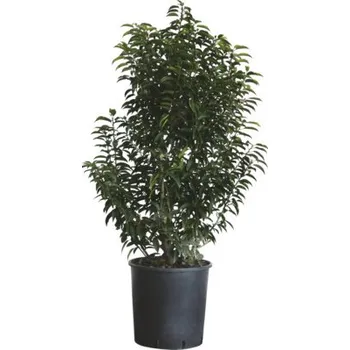 Květináč Bobkovišeň portugalská FloraSelf Prunus lusitanica 'Angustifolia' 100-125 cm květináč 25 l