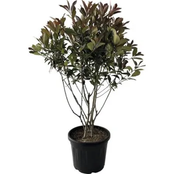 Květináč Blýskalka několik kmínků FloraSelf Photinia fraseri 'Red Robin' výška 100-120 cm květináč 35 l