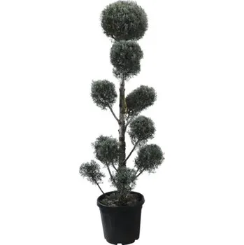 Květináč Cypřiš arizonský PomPon FloraSelf Cupressus arizonica 'Fastigiata' výška 140-160 cm květináč 30 l