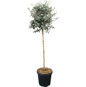 Květináč Fejchoa, aka jedlá polokmen 80 cm FloraSelf Feijoa sellowiana (syn. Acca sellowiana) květináč 18 l