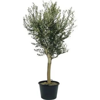 Květináč Olivovník evropský FloraSelf Olea europaea výška 120-140 cm květináč Ø 40 cm