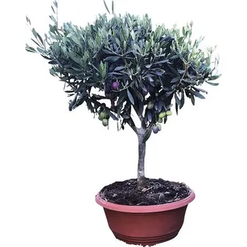 Květináč Olivovník evropský FloraSelf Olea europaea výška kmene 30-40 cm miska Ø 35 cm