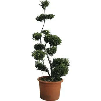 Květináč Cesmína FloraSelf Ilex crenata 'Kimnee' 120-130 cm květináč 25 l