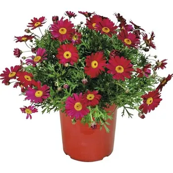 Květináč Kopretinovec dřevnatý FloraSelf Chrysanthemum frutescens květináč Ø 18 cm červený