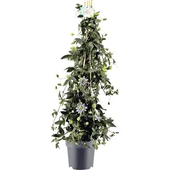Květináč Mučenka pyramida Passiflora caerulea výška cca 100 cm květináč 5 l