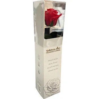 umělá květina ŽIVÁ RŮŽE na 730 DNŮ mini růže ČERVENÁ 6880056