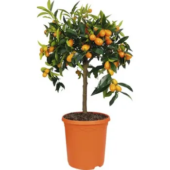 Květináč Kumkvat stromkový FloraSelf Citrus japonica květináč Ø 23 cm