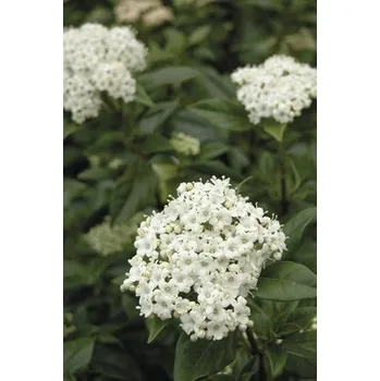 Květináč Kalina modroplodá polokmen FloraSelf Viburnum tinus výška kmene 45 cm květináč 15 l