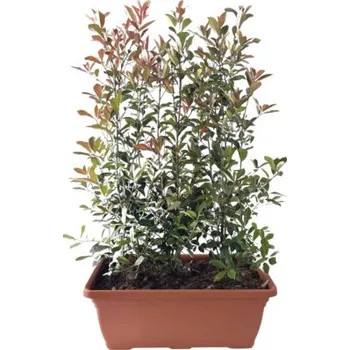Plot Blýskalka v truhlíku hotový živý plot délka 100 cm výška cca 150 cm FloraSelf Photinia fraseri 'Red Robin'