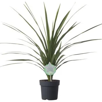 Květináč Dračinka jižní FloraSelf Cordyline australis 'Peko' květináč Ø 17 cm