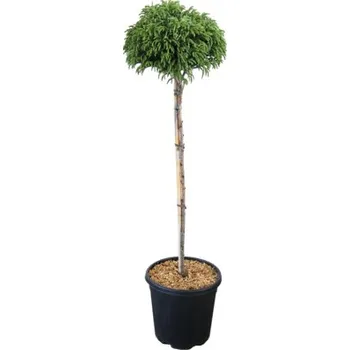 Květináč Kryptomerie japonská polokmen 80 cm FloraSelf Cryptomeria japonica Globosa Nana květináč 15 l
