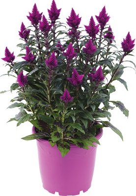 Nevadlec hřebenitý FloraSelf Celosia argentea caracas květináč Ø 25 cm