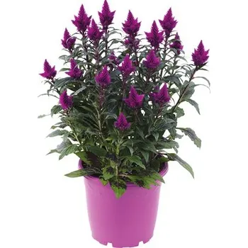 Květináč Nevadlec hřebenitý FloraSelf Celosia argentea caracas květináč Ø 25 cm