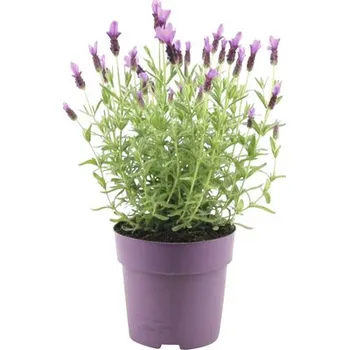 Květináč Levandule smilovitá FloraSelf Lavandula stoechas 'Anouk' výška 20-25 cm květináč Ø 15 cm růžová