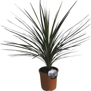Květináč Dračinka jižní FloraSelf Cordyline australis výška 40-60 cm květináč Ø 22 cm