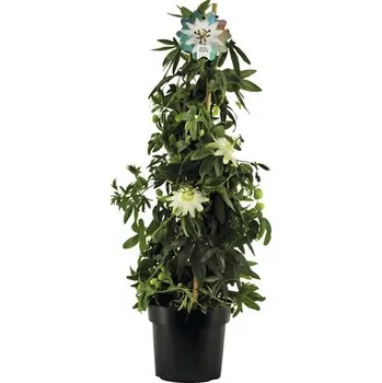 Květináč Mučenka pyramida Passiflora caerulea 'Constance Elliot' výška cca 70 cm květináč 2 l vonné květy