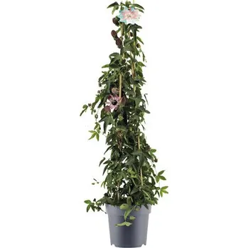 Květináč Mučenka Passiflora x violacea 'Victoria' výška cca 100 cm květináč 5 l