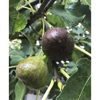 Květináč Fíkovník FloraSelf Ficus carica polokmen 80-100 cm celková výška 120-140 cm květináč 15 l