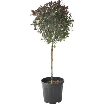 Květináč Blýskalka na kmínku FloraSelf Photinia fraseri 'Robusta Compacta' výška kmene 45 cm květináč 15 l