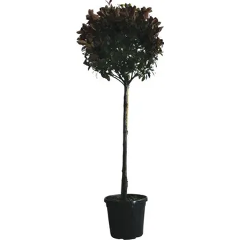 Květináč Blýskalka polokmen FloraSelf Photinia fraseri 'Red Robin' květináč 30 l