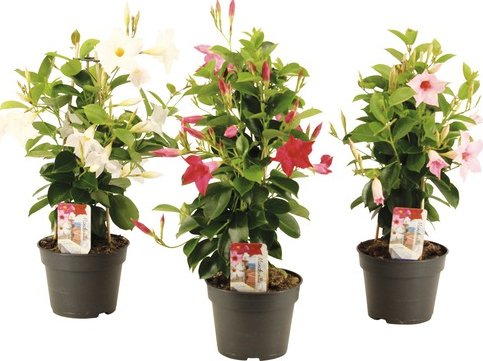 Dipladénie, mandevila bílá pyramida FloraSelf Mandevilla výška 50-55 cm květináč Ø 17 cm