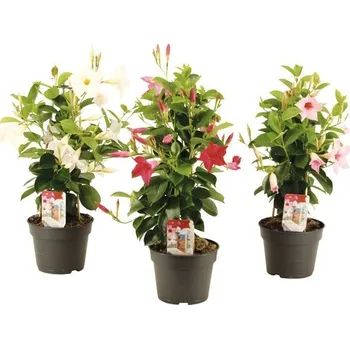 Květináč Dipladénie, mandevila bílá pyramida FloraSelf Mandevilla výška 50-55 cm květináč Ø 17 cm