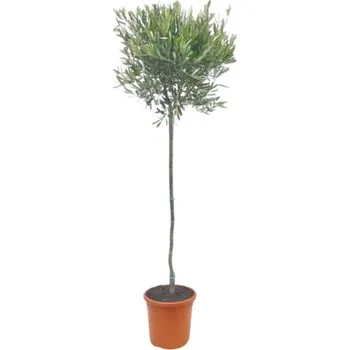 Květináč FloraSelf Olivovník Evropský Průměr 26 cm