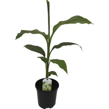 Květináč Banánovník FloraSelf Musa basjoo výška 25-30 cm květináč Ø 17 cm