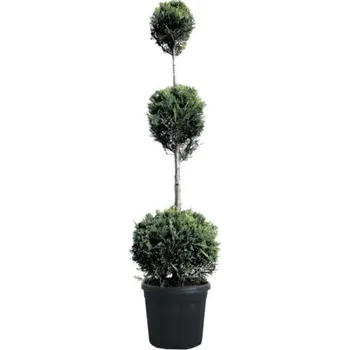Květináč Cypřišovec Leylandův 3 koule FloraSelf Cupressocyparis leylandii 120-140 cm květináč 18 l jubilejní edice 35 let FloraSelf