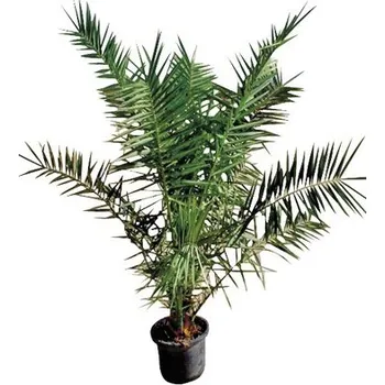 Květináč FloraSelf Phoenix Canariensis Datlovník Kanárský 30 cm