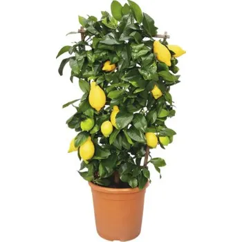 Květináč Citroník na špalíru FloraSelf Citrus 'Limon' výška cca 50 cm květináč Ø 21 cm