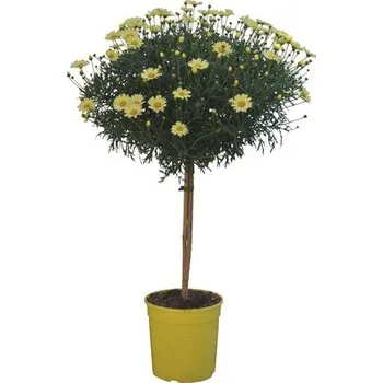 Květináč Kopretinovec dřevnatý na kmínku Argyranthemum frutescens výška 65-75 cm květináč Ø 18 cm žlutý