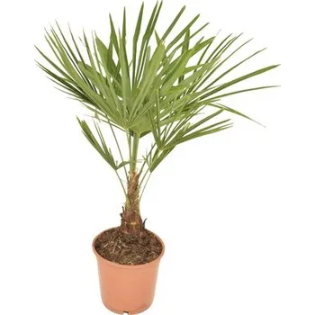 Květináč Palma konopná, žumara ztepilá FloraSelf Trachycarpus fortunei výška 50-60 cm květináč Ø 20 cm