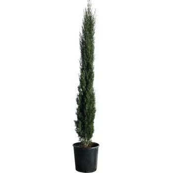 Květináč Cypřiš stálezelený FloraSelf Cupressus sempervirens 'Totem' 100-125 cm květináč 10 l