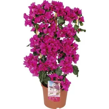 Květináč Bugenvilea na špalíru FloraSelf Bougainvillea 'Sanderiana' celková výška cca 100 cm květináč Ø 23 cm