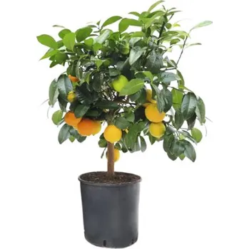 Květináč Citrus na kmínku FloraSelf Citrus Lima Rossa výška cca 50 cm květináč Ø 21 cm