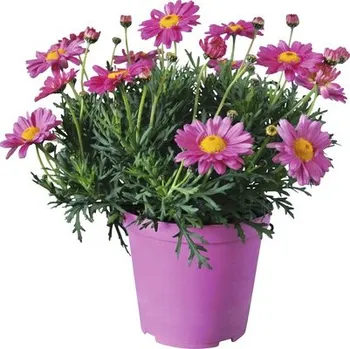 Květináč Kopretinovec dřevnatý FloraSelf Chrysanthemum frutescens výška 10-15 cm květináč Ø 14 cm růžový