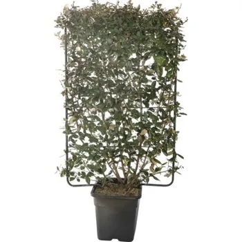 Květináč Hlošina Ebbingeova na špalíru FloraSelf Elaeagnus ebbingei 'Compacta' výška 120 cm šířka 80 cm květináč 30 l