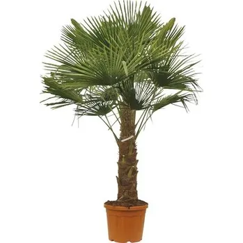 Květináč Palma konopná FloraSelf Trachycarpus fortunei kmen 30-40 cm celková výška 110-120 cm květináč Ø 34 cm