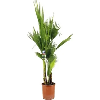 Květináč Washingtonie FloraSelf Washingtonia robusta výška cca 140 cm květináč Ø 27 cm