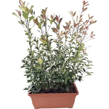 Plot Blýskalka v truhlíku hotový živý plot délka 80 cm výška cca 125-150 cm FloraSelf Photinia fraseri 'Red Robin'