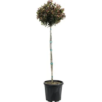 Květináč Blýskavka Fraserova na kmínku 'Chico' FloraSelf koule polokmen 80 cm květináč 15 l